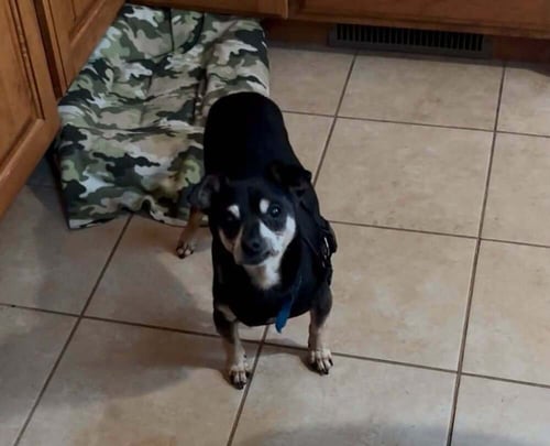 GILLIE~ - Chihuahua / Miniature Pinscher available for adoption
