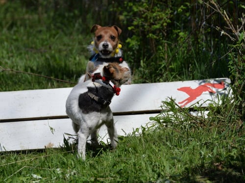 JACKSON * - Jack Russell Terrier available for adoption