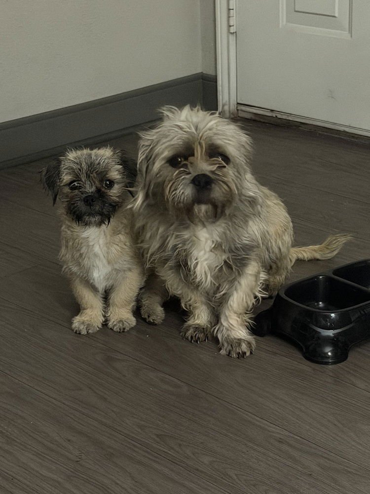 ROSA DD - Shih Tzu available for adoption