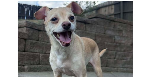 MARLEY AKA (THUNDER)~ - Chihuahua available for adoption