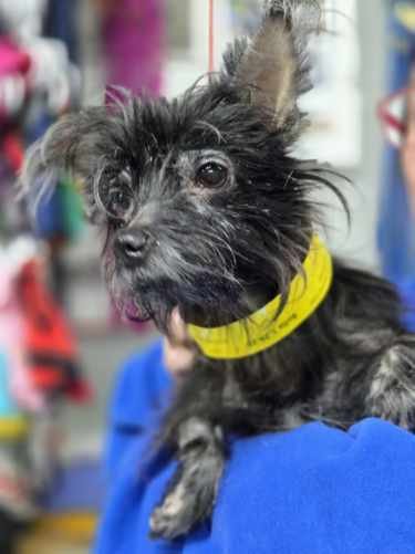 BELLA ~ - Papillon / Chihuahua available for adoption