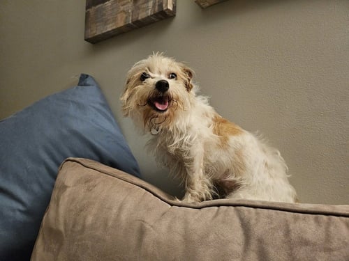 PUNK ~ AKA PUCK - Terrier available for adoption
