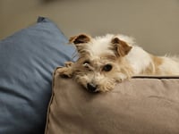 Punk ~ aka Puck - Photo 3