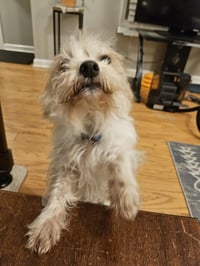 Punk ~ aka Puck - Photo 4