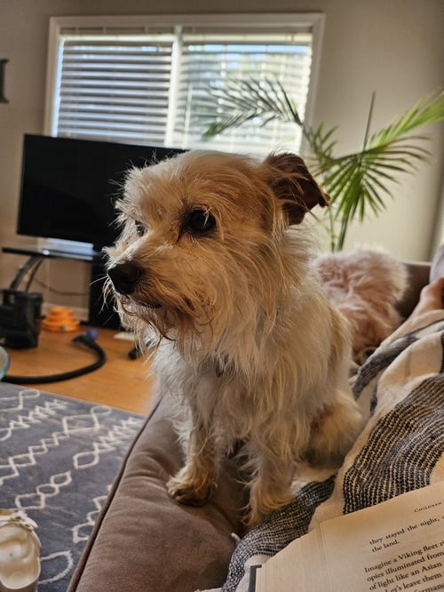 PUNK ~ AKA PUCK - Terrier available for adoption