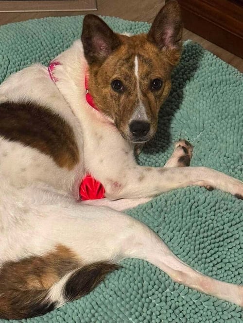 SUNNY DD - Corgi / Rat Terrier available for adoption