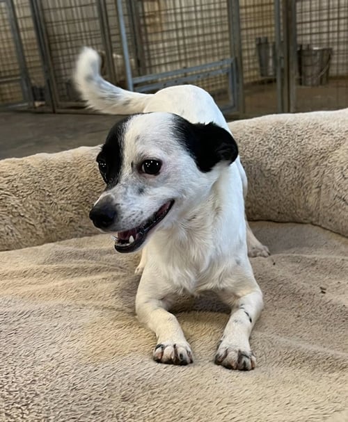 UNO * - Rat Terrier / Chihuahua available for adoption