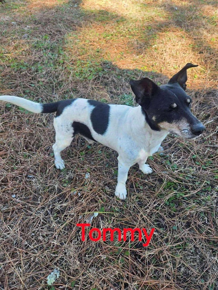 TOMMY(BONDED WITH JOHNNY) - Jack Russell Terrier available for adoption