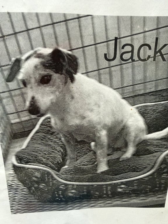 Jack * Image