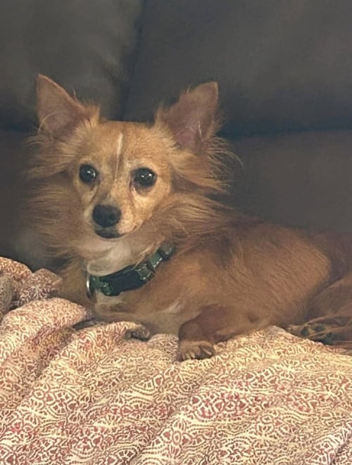 KATNISS AND PIPI ( BONDED FEMALE AND MALE) - Papillon available for adoption