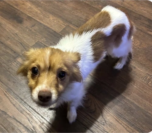 KATNISS AND PIPI ( BONDED FEMALE AND MALE) - Papillon available for adoption