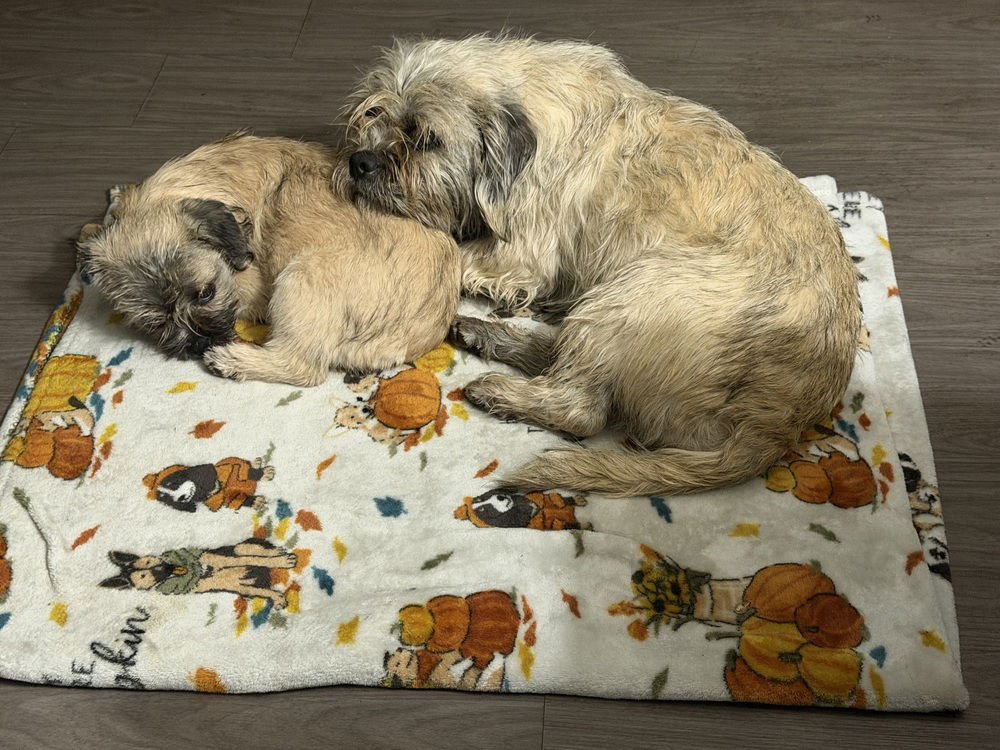 Chiquita DD - Photo 3