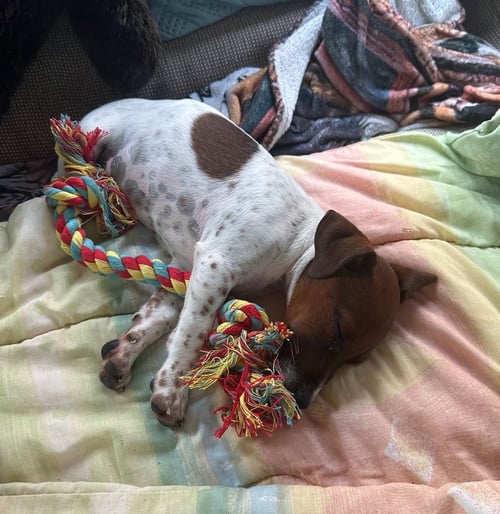TAZ - Rat Terrier available for adoption