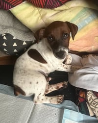 Taz - Photo 4