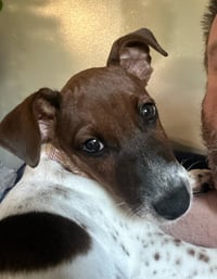 Taz - Photo 1