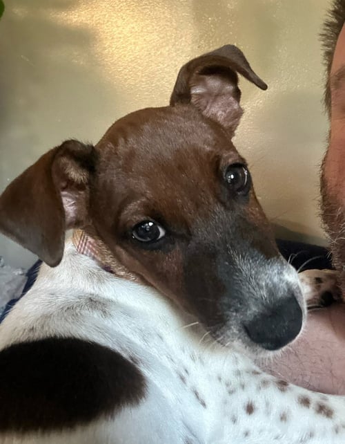 TAZ - Rat Terrier available for adoption