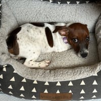 Taz - Photo 3