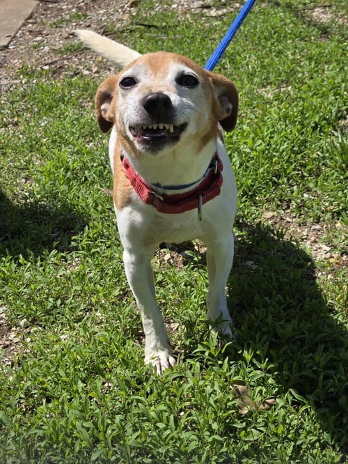 TREVOR * - Jack Russell Terrier available for adoption