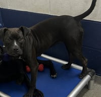 Cajun 5 months female AVAILABLE 7/1 - Photo 1