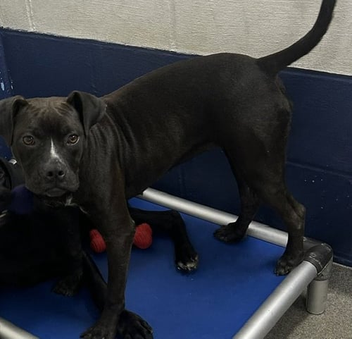 CAJUN 5 MONTHS FEMALE AVAILABLE 7/1 - Boxer for adoption in Worcester