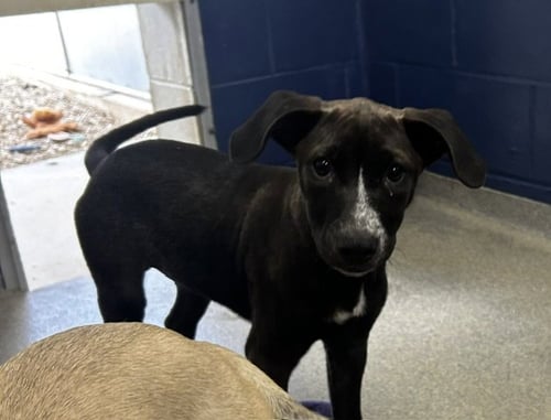 MAISIE 3 MONTHS - Labrador Retriever for adoption in Worcester