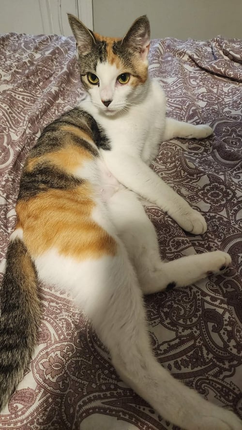 ZELDA - 1 YEAR FEMALE