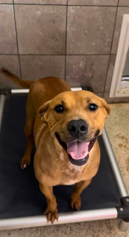 LUKE 2 YEARS AVAILABLE 8/19 - Labrador Retriever for adoption in Worcester