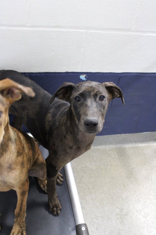 SUSHI 3 MONTHS - Catahoula Leopard Dog for adoption in Worcester
