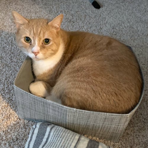 BRUCE LEE 10 YEARS ONLY CAT HOME - Domestic Short Hair for adoption in Worcester