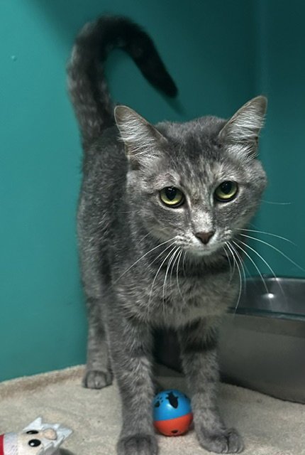 DRU 1 YEAR MALE AVAILABLE 8/5