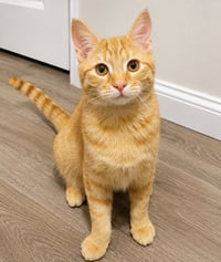 Peanut butter 9 months male AVAILABLE 5/21 - Photo 1