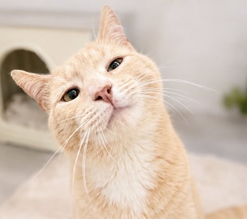 TOLLIN 1 YEAR MALE AVAILABLE 5/21 - Domestic Short Hair for adoption in Worcester