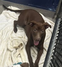 Cypress 5 months female AVAILABLE 7/24 - Photo 1