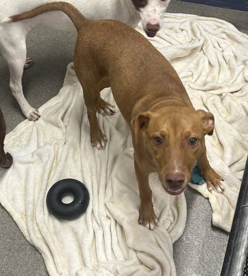 COVE 5 MONTHS FEMALE AVAILABLE 7/24 - Labrador Retriever for adoption in Nashua
