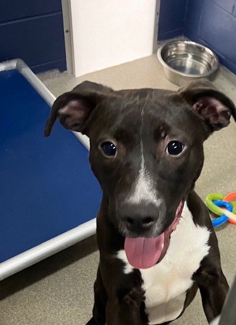 PENGUIN 5 MONTHS - Labrador Retriever available for adoption