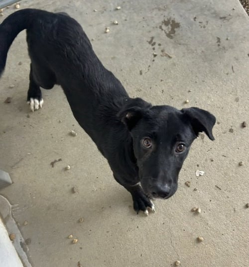 EMILY 4 MONTHS - Red Heeler / Great Pyrenees available for adoption