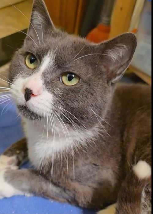 ALFRED 4 YEARS AVAILABLE 5/21 - Domestic Short Hair for adoption in Worcester