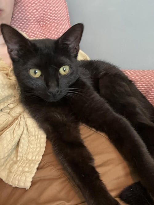 SUE 1 YEAR AVAILABLE 5/21 - Domestic Short Hair for adoption in Worcester
