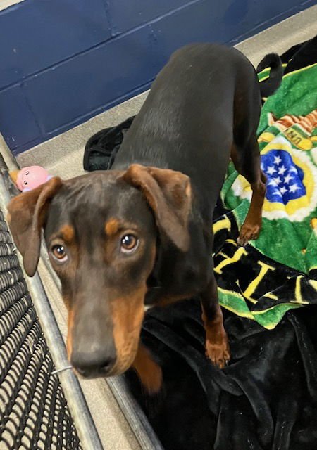 LAURIE 5 MONTHS - Doberman Pinscher available for adoption