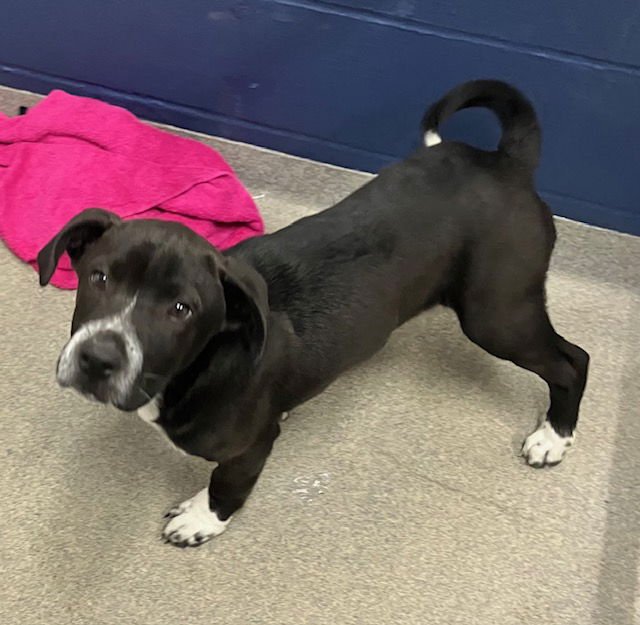 LENNIE 4 MONTHS - Labrador Retriever available for adoption