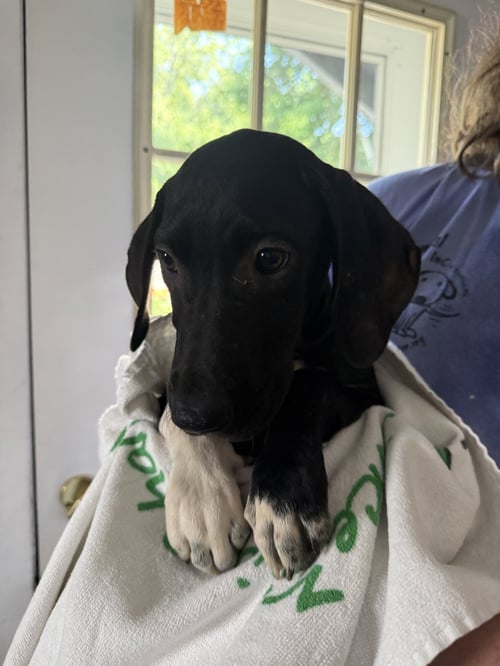 KAYCE 3 MONTHS MALE - Labrador Retriever for adoption in Nashua