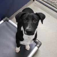 Brisa 4mo - older kids - Photo 1