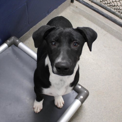 BRISA 4MO - OLDER KIDS - Hound for adoption in Worcester