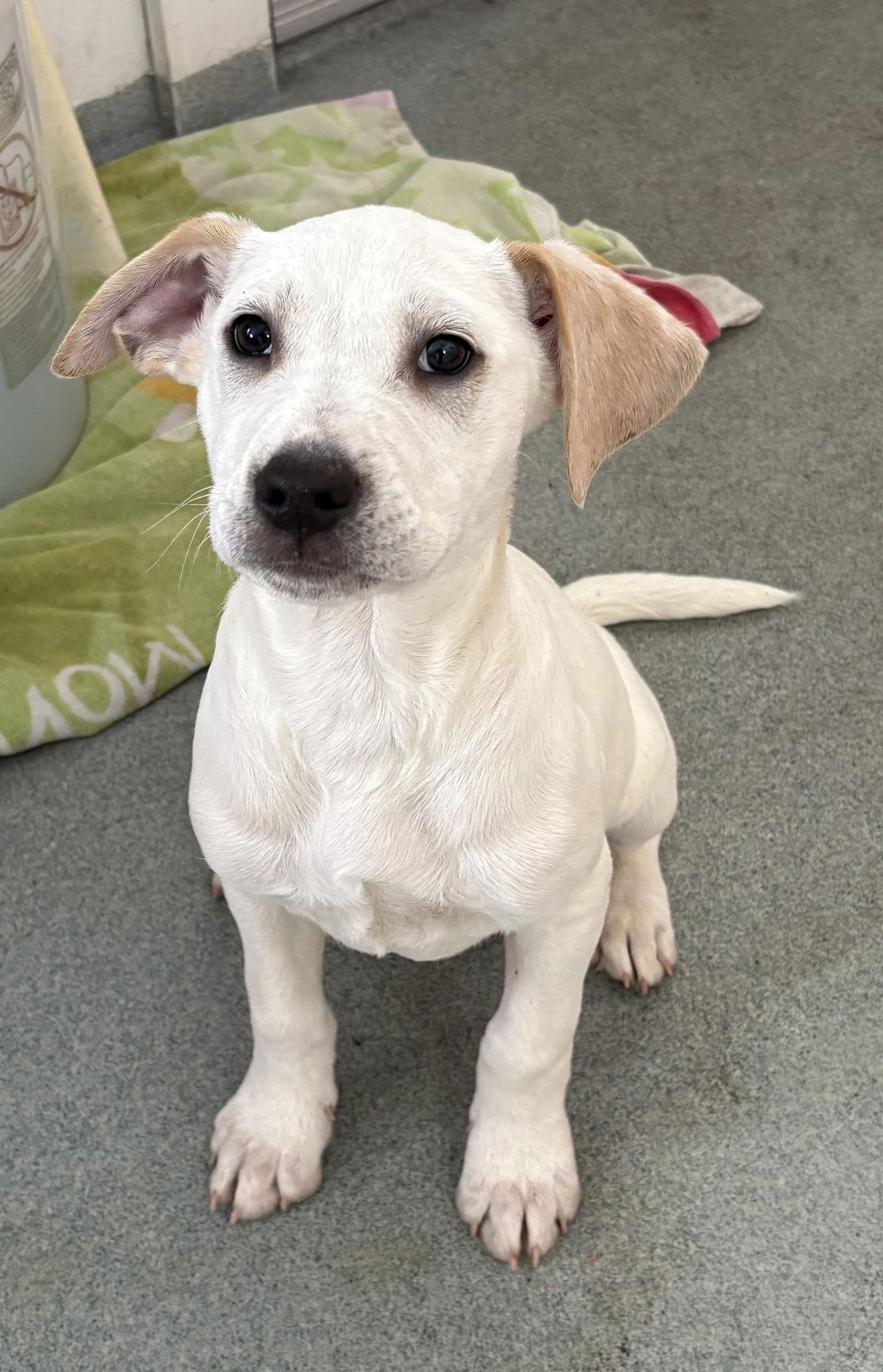 CUPID 12 WEEKS - Labrador Retriever available for adoption