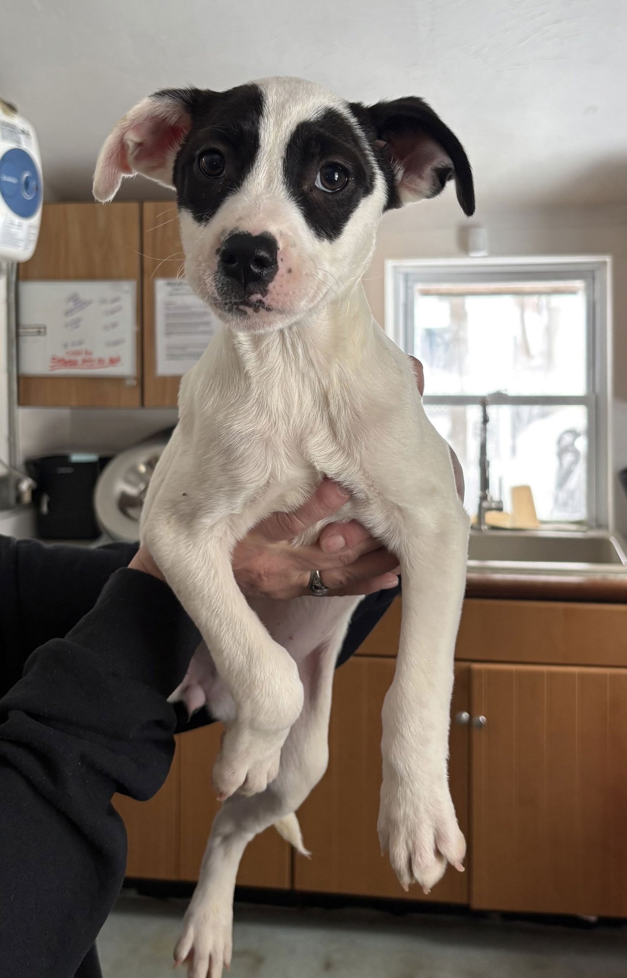 LOVEBUG 12 WEEKS - Labrador Retriever available for adoption