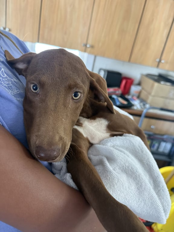 Teeter 3 Months female Image