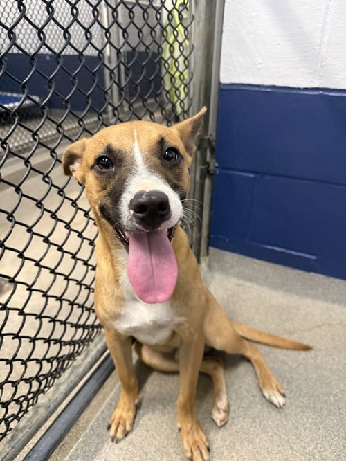 CARMELO 7MO - OLDER KIDS - Labrador Retriever for adoption in Worcester
