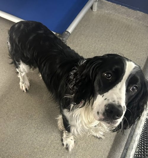 WINSTON 1 YR OLD AVA 5/20 - Springer Spaniel for adoption in Worcester