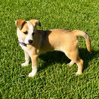 Heidi 3 months - Photo 1