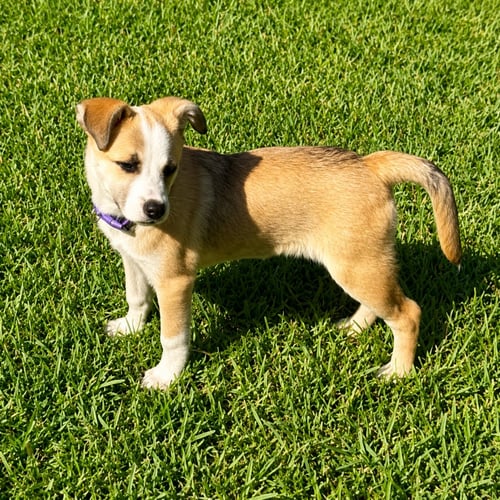 HEIDI 3 MONTHS - Unknown for adoption in Worcester